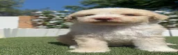 Perro de Agua Español perros en venta: PERRO DE AGUA ESPAÑOL - Anuncio 5