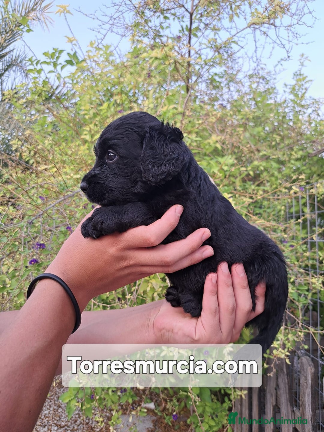 Labradoodle perros en venta: Labradoodle F3 - Imagen 4