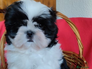 Shih Tzu perros en Sevilla - Anuncio 1
