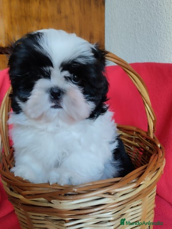 Shih Tzu perros en Sevilla - Anuncio 1