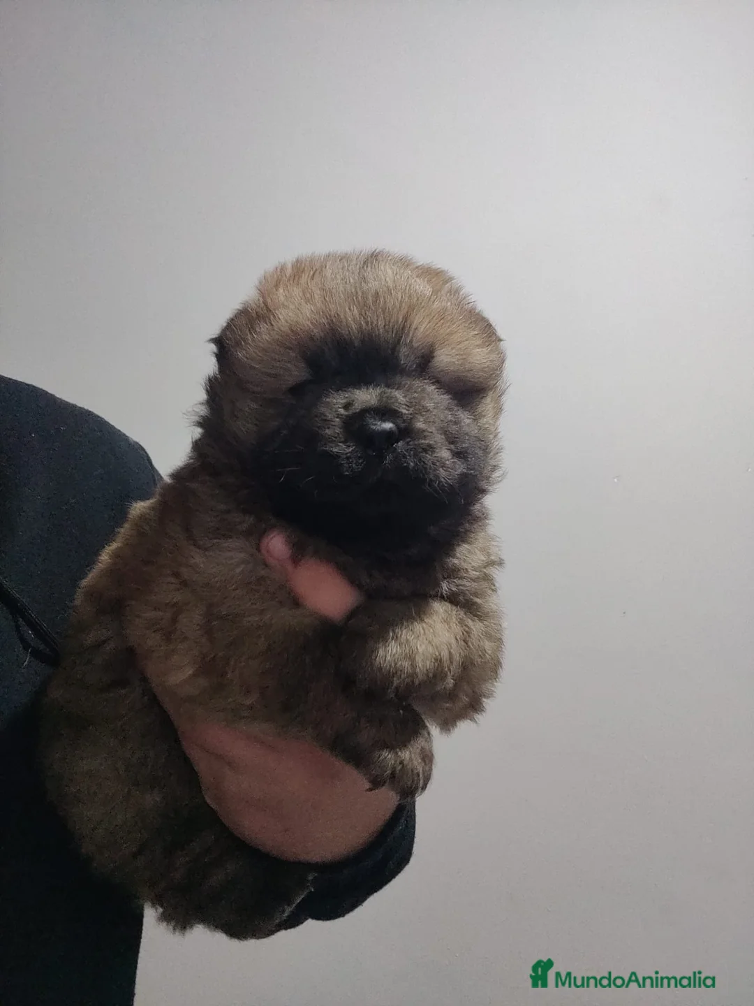 Chow Chow perros en venta: Chowchow disponibles 2 macho 1 hembra - Anuncio 3