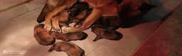 Pastor Belga Malinois perros en venta: Pastor belga  - Anuncio 2