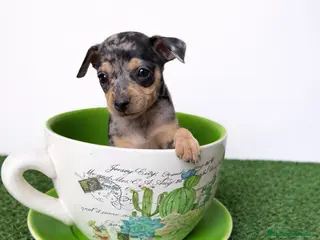 Ratón de Praga perros RATON DE PRAGA - Anuncio 31