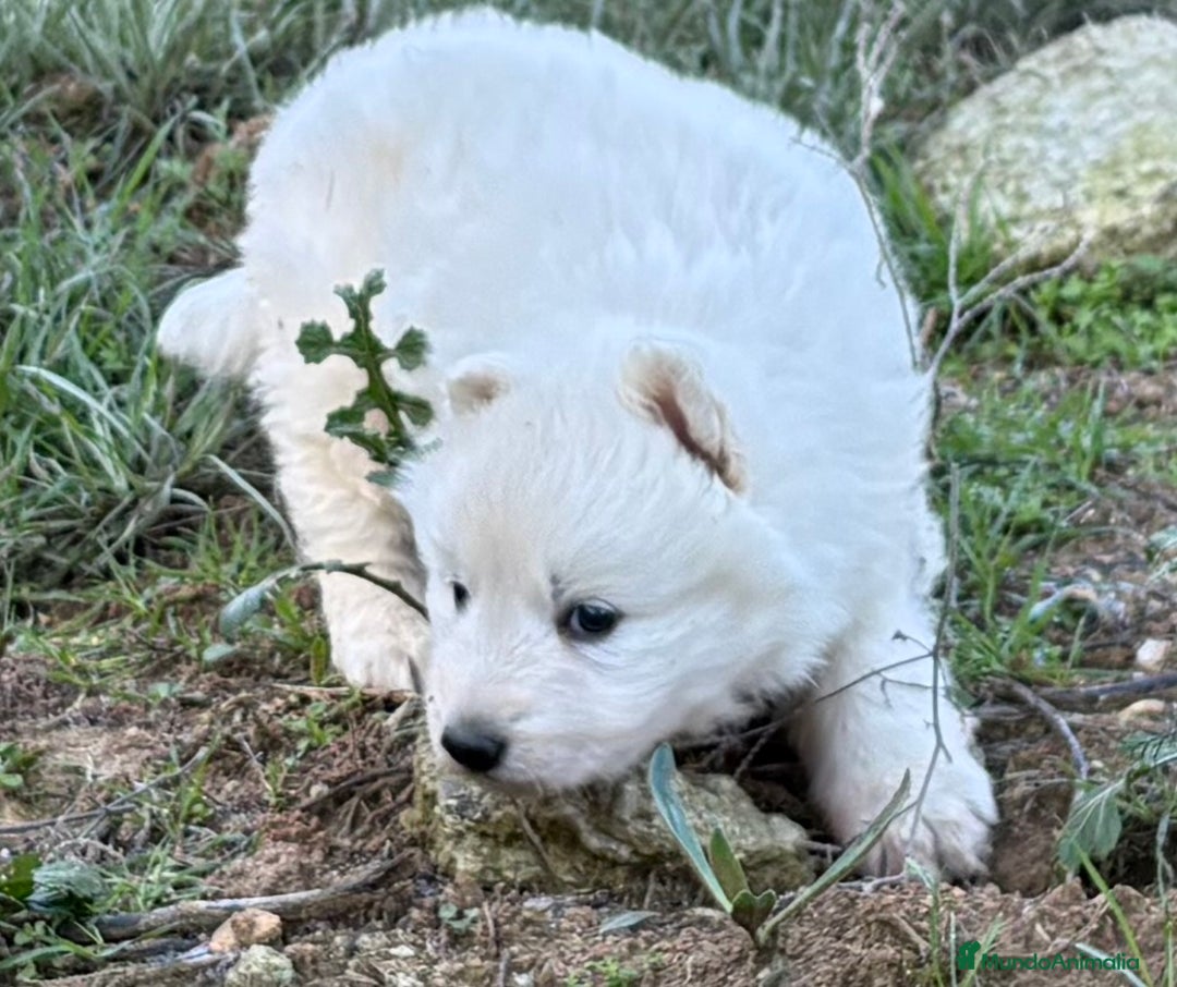 Pastor Blanco Suizo perros en venta: Precioso pastor suizo con super pedigree 🐾🐾 - Anuncio 3