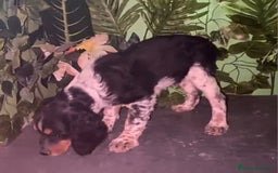 Épagneul Breton perros en venta: Excelentes cachorros spaniel bretón  - Imagen 3