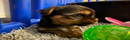 Yorkshire Terrier perros en venta: maravilloso Yorkshire Terrier  - Anuncio 5