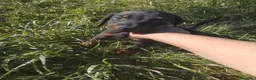 Dobermann perros en venta: Dóberman negro fuego y chocolate🐾🔥 - Anuncio 2