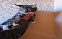 Maine Coon gatos en venta: Maine coom - Imagen 9