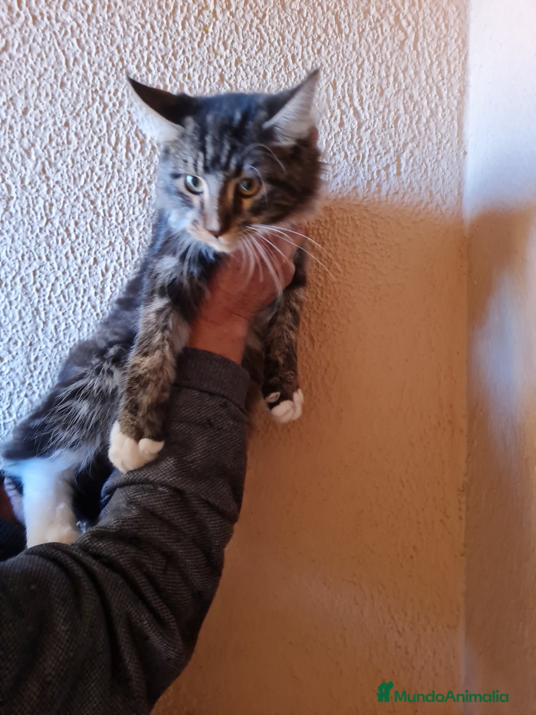 Maine Coon gatos en venta: Maine coom - Imagen 9