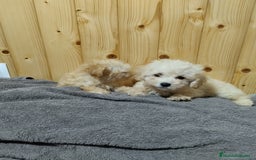 Caniche Toy perros en venta: Caniches 603574813 en Málaga - Imagen 2