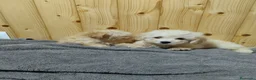 Caniche Toy perros en venta: Caniches 603574813 en Málaga - Anuncio 2