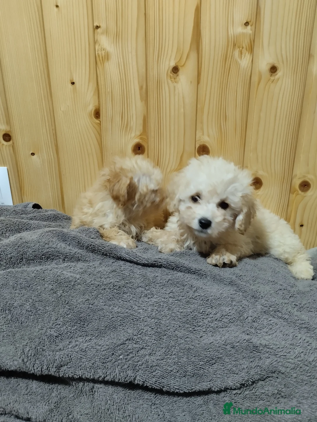 Caniche Toy perros en venta: Caniches 603574813 en Málaga - Anuncio 2