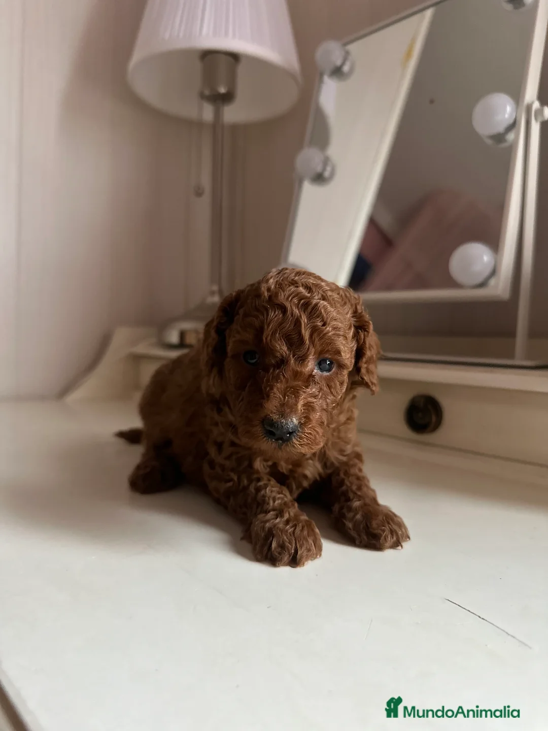 Caniche Enano perros en venta: Camada de caniche enano  - Anuncio 4