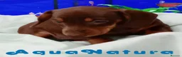 Teckel perros en venta: Teckel Hembra de Kily y Tilo 7008 - AQUANATURA en Barcelona - Anuncio 5
