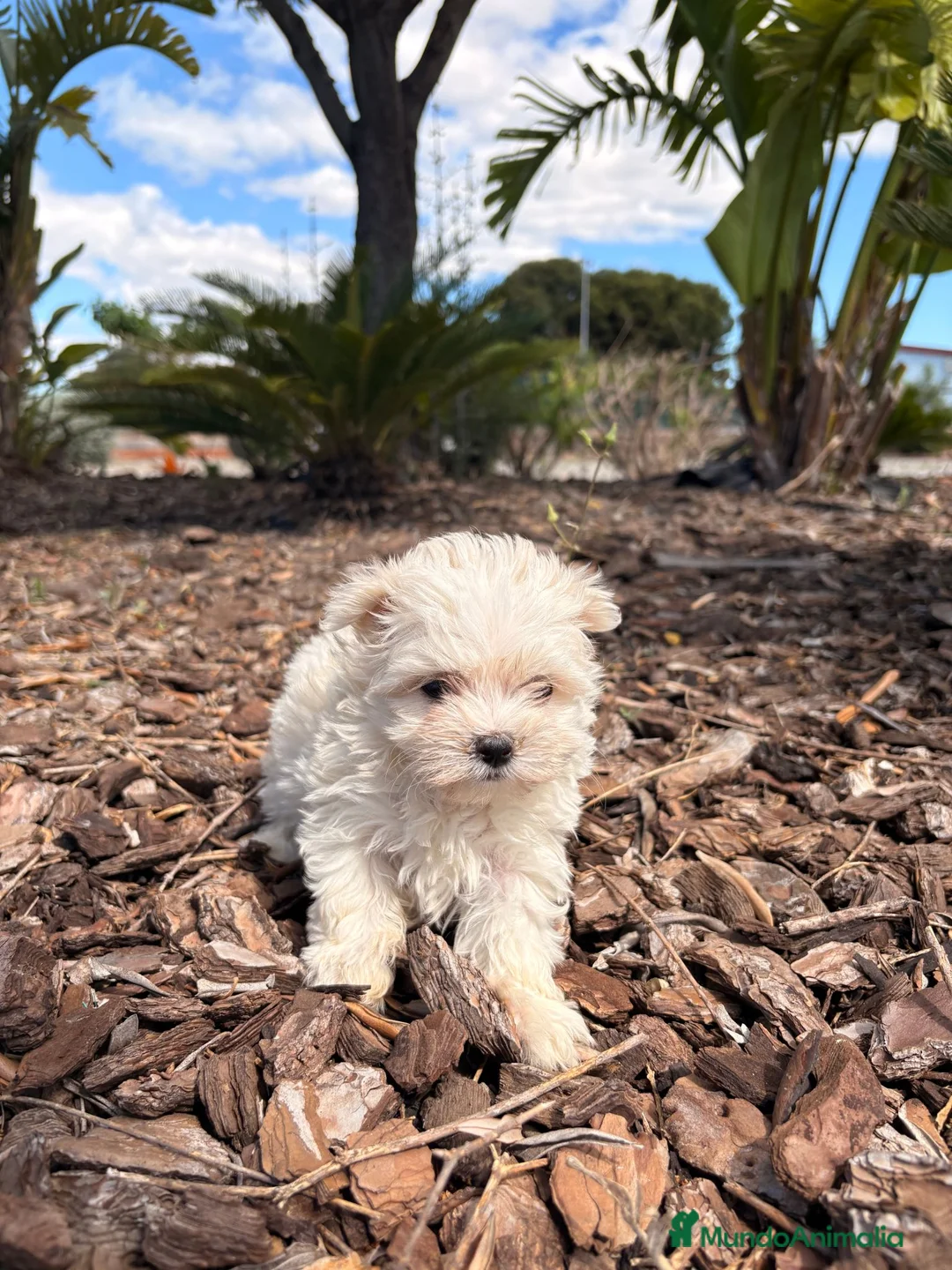 Bichón Maltés perros en venta: BICHON MALTES  - Anuncio 2
