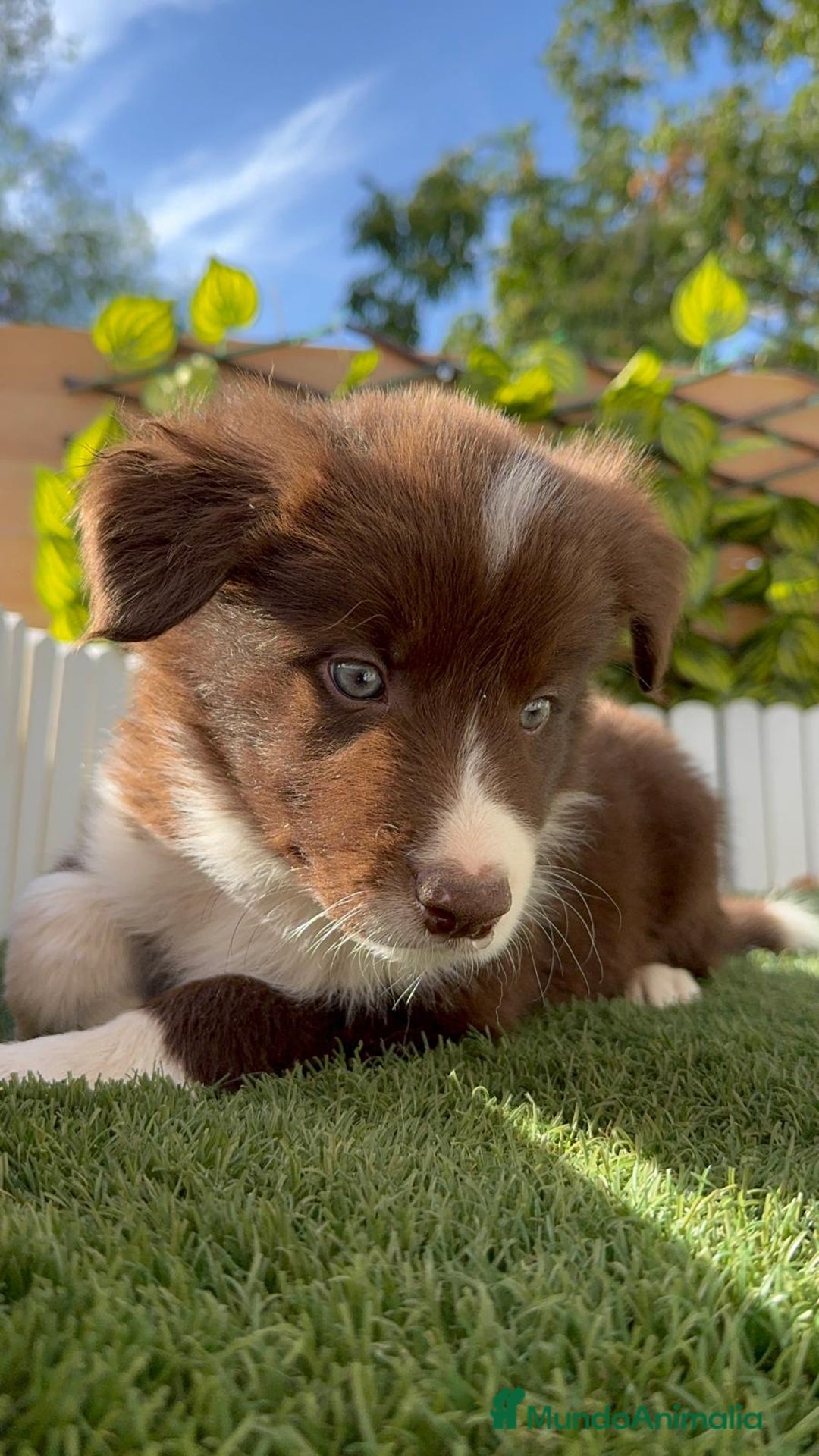 Border Collie perros en venta: BORDER COLLIE MACHO CHOCOLATE - Imagen 15