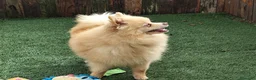 Pomerania perros en venta: Pomerania  - Anuncio 3