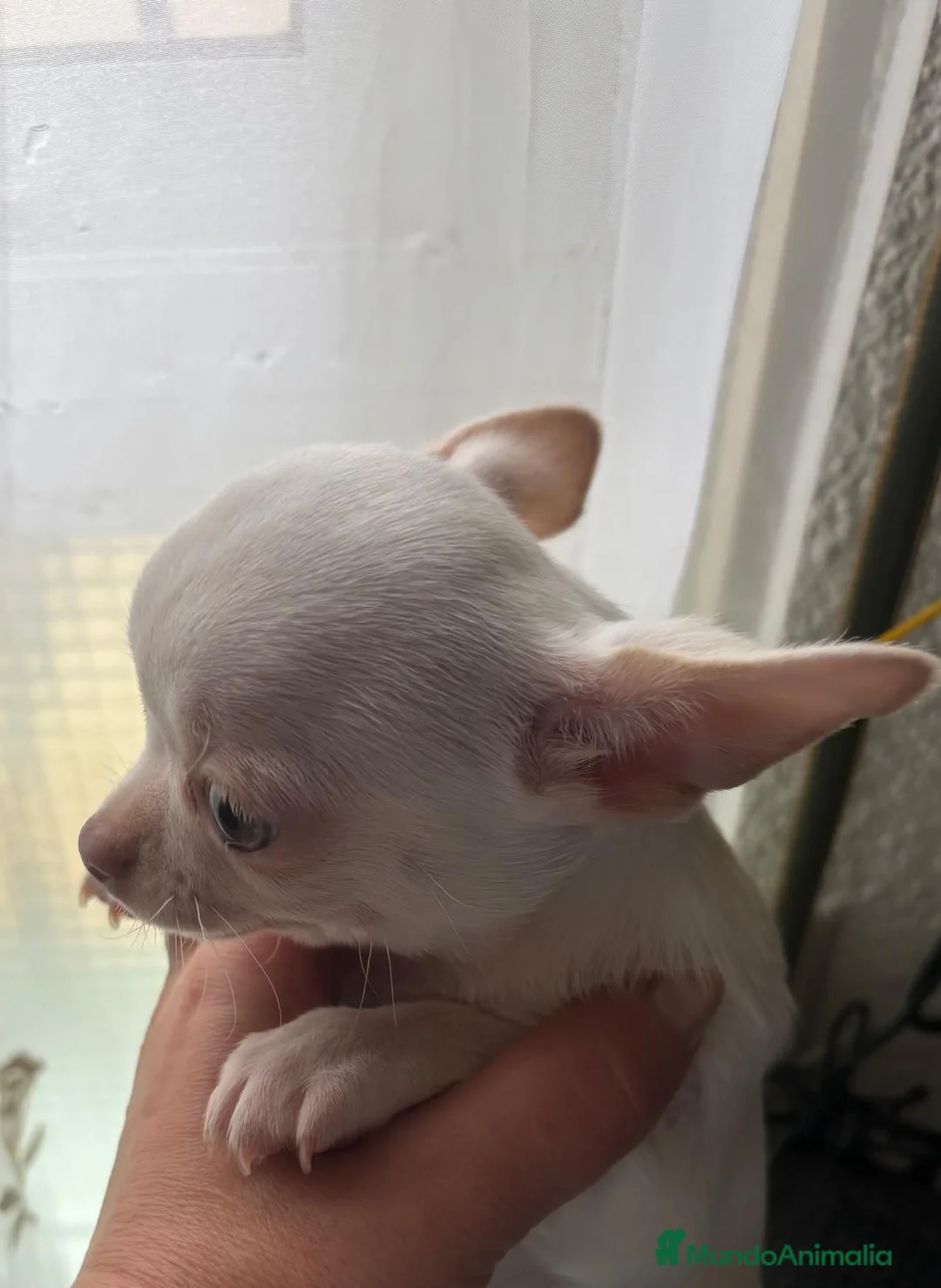 Chihuahua perros en venta: Preciosa hembra chihuahua toy blanca  - Anuncio 3
