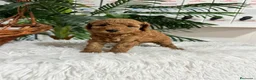 Caniche Enano perros en venta: CANICHE ENANO - Anuncio 9