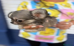 Chihuahua perros en venta: Impresionante chihuahua pelo largo - Imagen 11