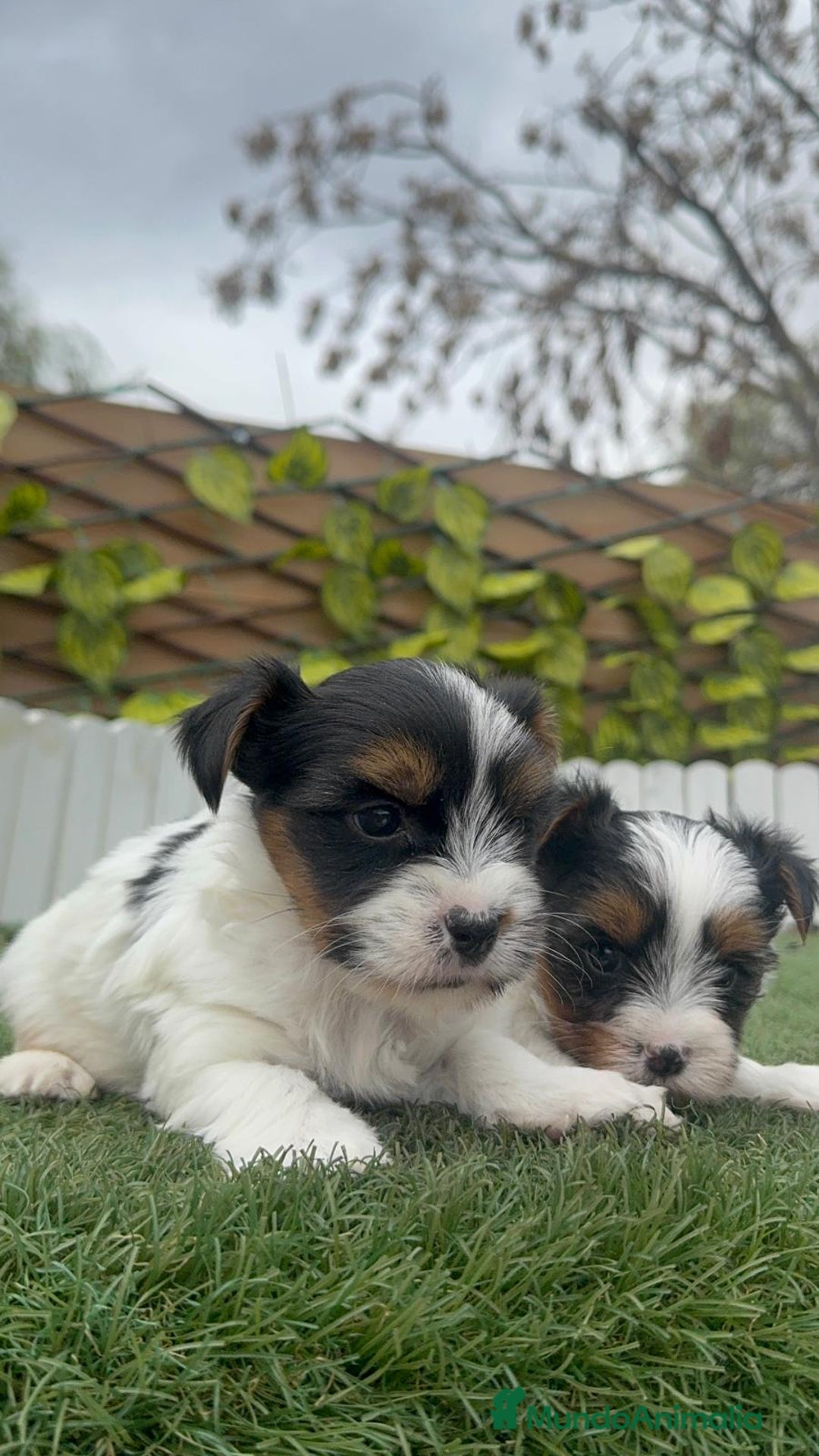 Yorkshire Terrier perros en venta: YORKSHIRE BIEWER MACHO - Anuncio 15