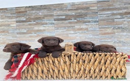 Labrador Retriever perros en venta: Cachorros de Labrador chocolate  - Imagen 1