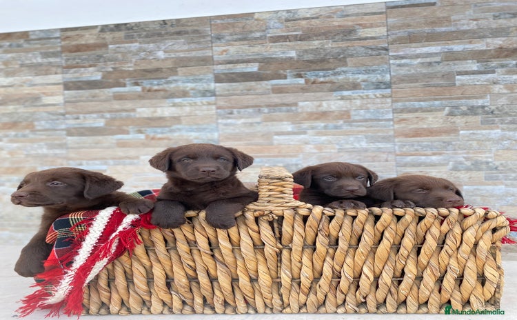 Labrador Retriever perros - Anuncio 2
