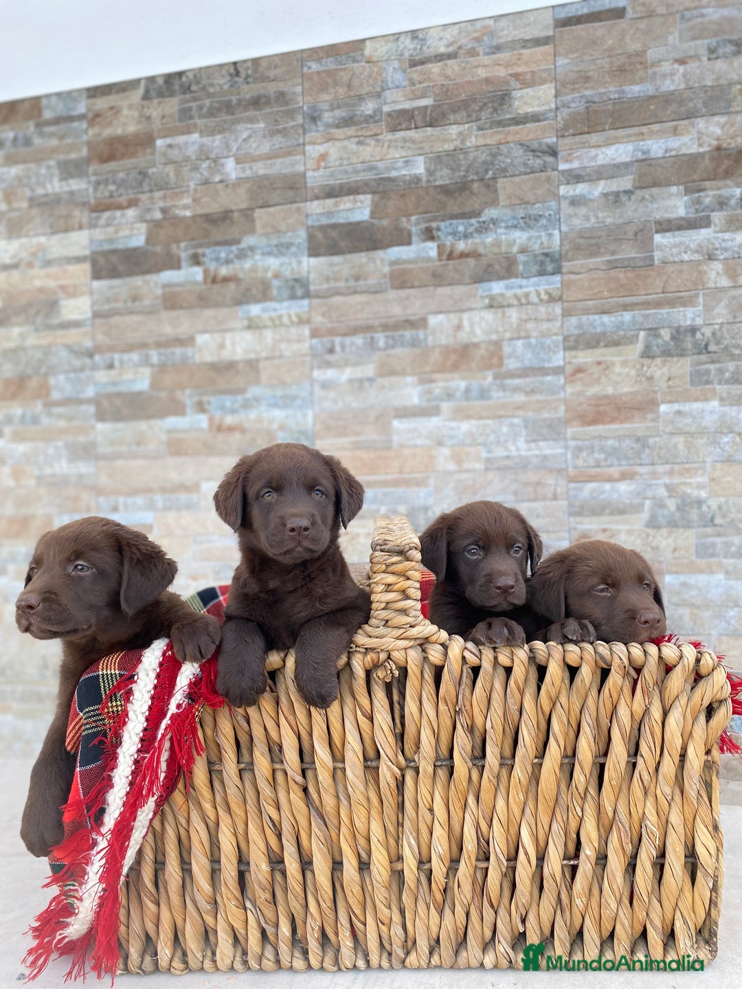 Labrador Retriever perros en venta: Cachorros de Labrador chocolate  - Imagen 1