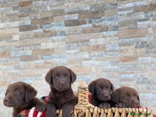 Labrador Retriever perros Cachorros de Labrador chocolate - Anuncio 26