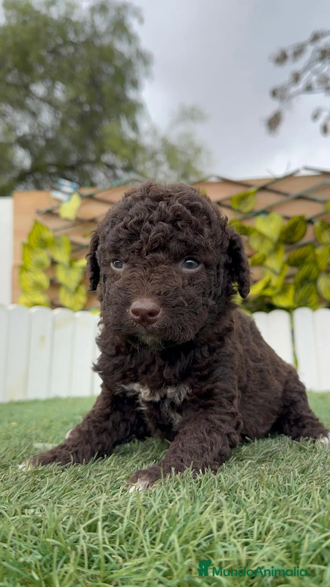 Perro de Agua Español perros en venta: PERRO DE AGUA HEMBRA - Anuncio 10