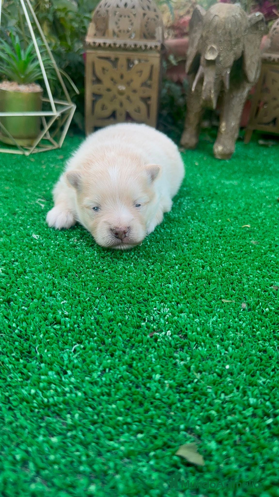 Pomerania perros Luli de pomerania macho Toy crema disponible  - Anuncio 2