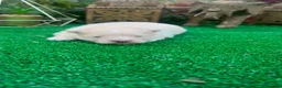 Pomerania perros en venta: Luli de pomerania macho Toy crema disponible  - Anuncio 1