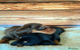 Teckel Miniatura perros en venta: TECKEL - Imagen 5