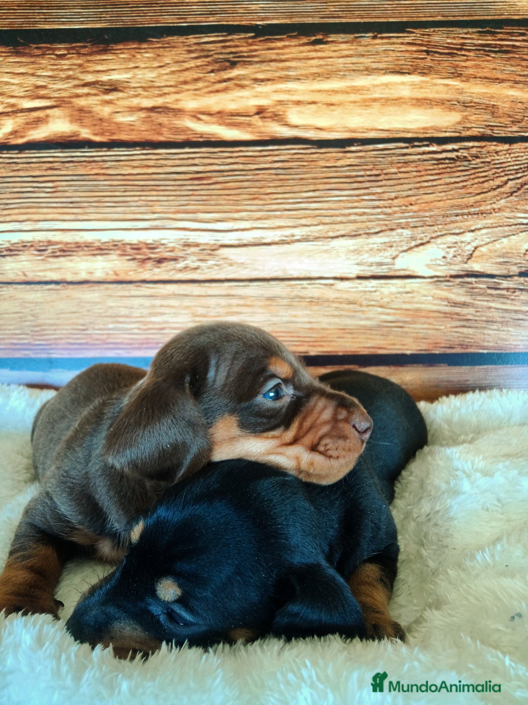 Teckel Miniatura perros en venta: TECKEL - Imagen 5