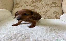 Teckel Miniatura perros en venta: Teckel miniatura varios colores  - Imagen 34