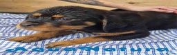 Rottweiler perros en venta: Rottweiler Hembra 3403 - AQUANATURA en Barcelona - Anuncio 5