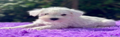 Schnauzer Miniatura Cachorro 4
