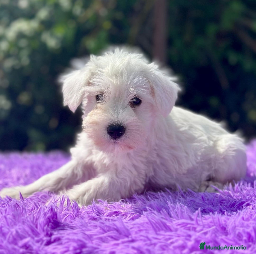 Schnauzer Miniatura perros en venta: Schnauzer miniatura  - Imagen 3