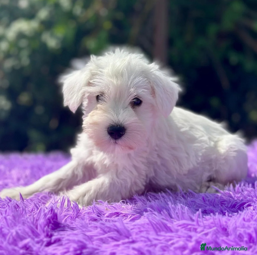 Schnauzer Miniatura perros en venta: Schnauzer miniatura  - Anuncio 3