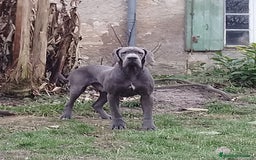 Dogo Alemán perros en venta: Espectacular camada de Dogo Alemán  - Imagen 2