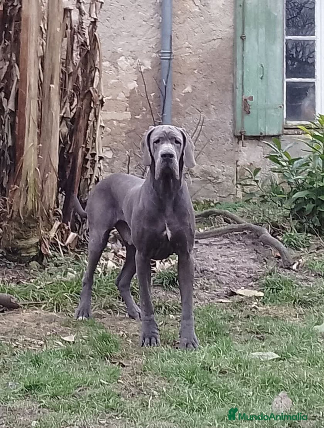 Dogo Alemán perros en venta: Espectacular camada de Dogo Alemán  - Imagen 2