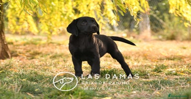 Labrador Retriever perros - Anuncio 6