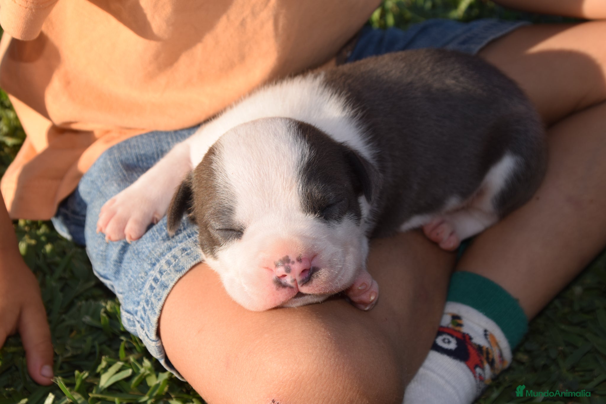 American Staffordshire-Terrier perros en venta: PEDIGREE AMERICAN STAFFORDSHIRE TERRIER BLUE  - Anuncio 24