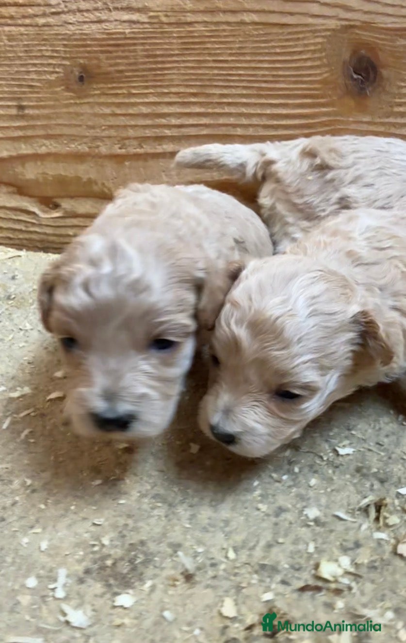 Maltipoo perros MALTIPOO - Anuncio 1