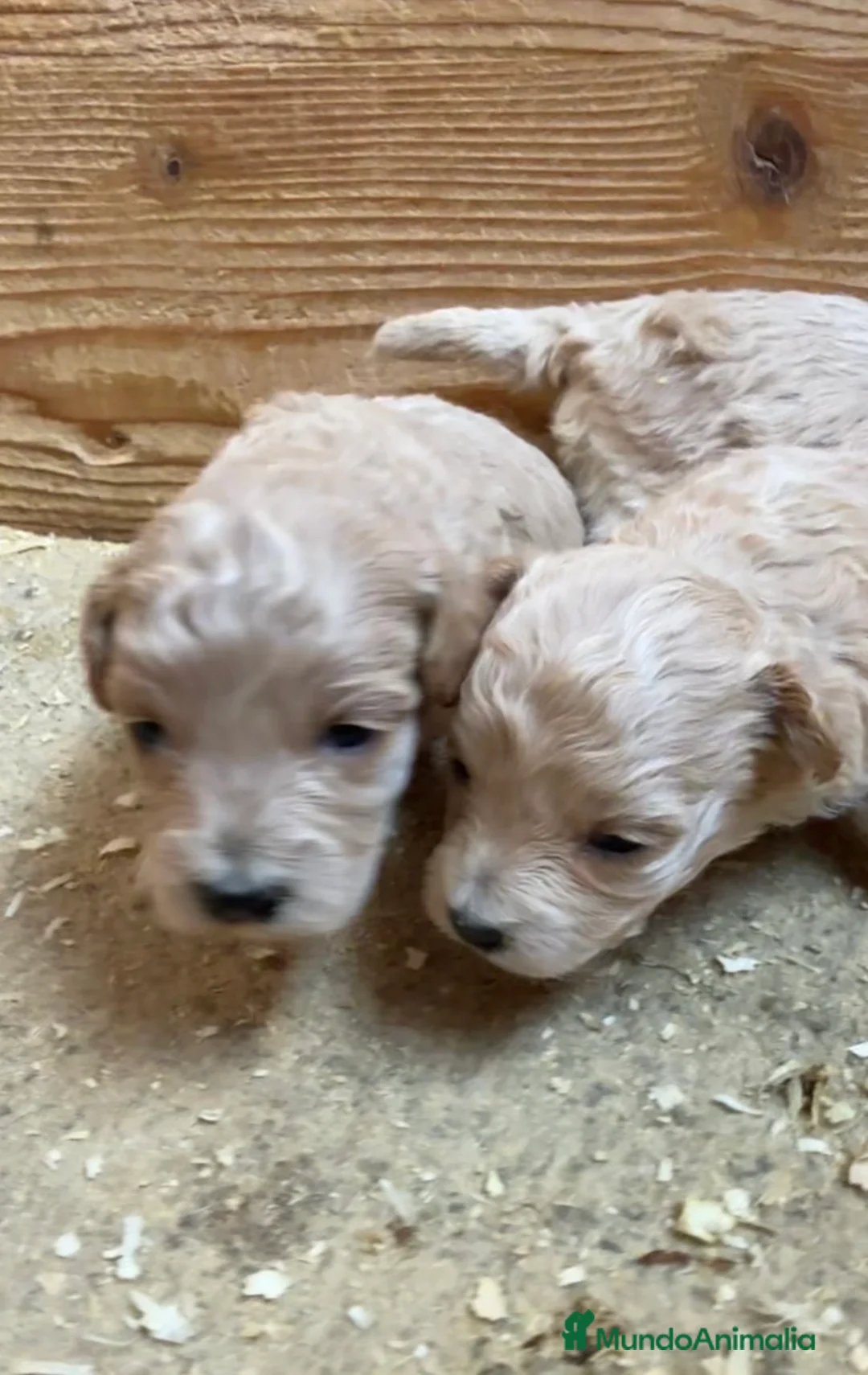 Maltipoo perros en venta: MALTIPOO - Anuncio 1