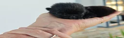 Pomerania perros en venta: Pomerania en Madrid - Anuncio 3