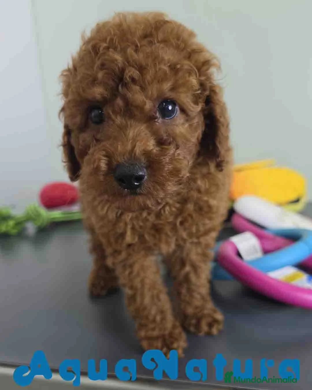Caniche Toy perros en venta: Caniche Macho 1917 AQUANATURA - Anuncio 1