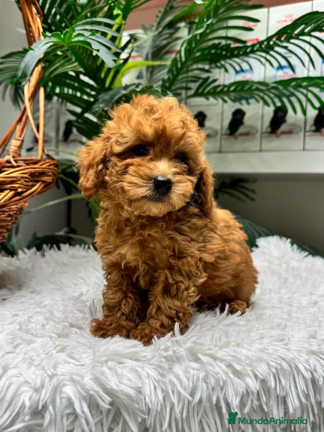 Caniche Toy perros en venta: CANICHE TOY - Anuncio 2
