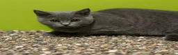 Británico de Pelo Corto gatos en venta: British Shorthair  - Anuncio 14