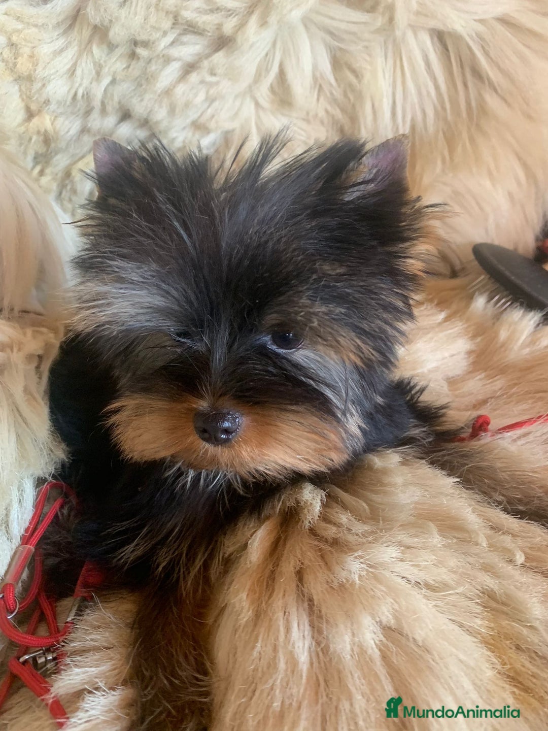 Yorkshire Terrier perros en venta: Camada de Yorkshire toy - Imagen 2